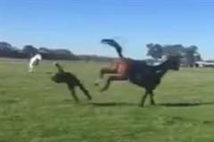 馬に振り落とされ更に蹴り倒される女性