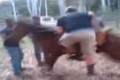 馬に嫌われ顔面キックでＫＯされる男性