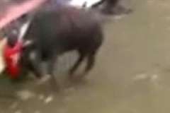 牛の角が腹部に突き刺さり腸が飛び出してしまった男性