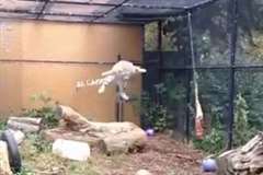 獲物に一気に飛び掛る・・・豹（ヒョウ）の跳躍が凄い