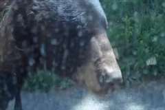 車の傍まで寄ってきたクマを車内から撮影していたらドアを開けられた！