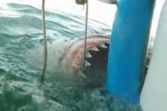 サメ避けの檻にしつこく食らい付いてくるホオジロザメが怖い