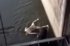 ダムの排水口に飲み込まれそうに漂う水死体