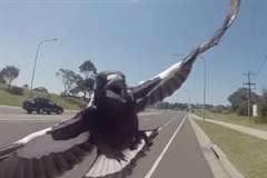 サイクリストを襲った恐怖・・・鳥が空から攻撃を仕掛けてくる