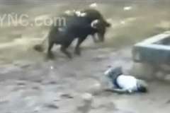 【闘牛】意識を失った男性に執拗な攻撃を続ける牛