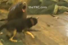 漁の網にかかったアシカが船上で凶暴化する