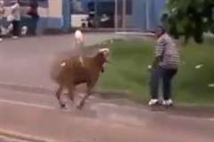 街に現れたヤギが道行く人々を襲う