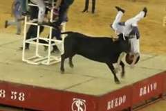 首が！・・・牛に角ですくい上げられ頭から転落する男性