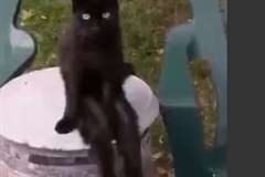 人間のように腰掛け足をプラプラ動かす黒猫