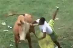 牛の逆襲！・・・闘牛場などで牛にめちゃくちゃにやられてしまう人達
