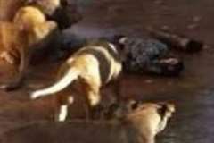 動物園でライオンに襲われる男性