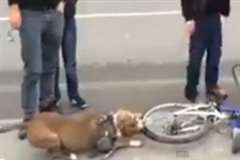 食らいつくと離さない・・・ピットブルが自転車のタイヤを食いちぎる
