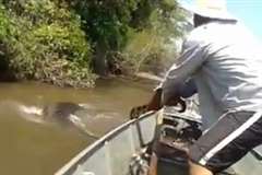 ブラジルの川で巨大すぎるアナコンダの捕獲を試みる