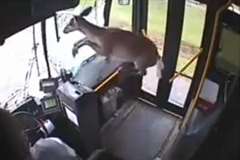 走行中のバスのフロントガラスから鹿が飛び込んでくる