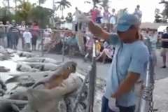 ワニの餌付けショーで手を咬まれる飼育員の男性