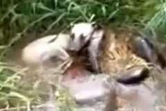 ヘビに食べられそうになっている犬とネコを救助する映像