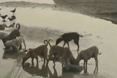 川岸に流れ着いた人間の死体を貪る犬たち