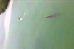 川を泳ぐ人の背後に巨大ワニが接近！