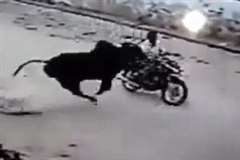 道路を走行していたバイクが牛に撥ねられる