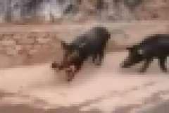 人間の子供？を口に咥えている野生の豚が撮影される