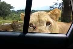 サファリパークでライオンから車のドアを開けらるハプニング発生！