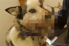 動物病院で「ヤマアラシ」の針を抜いてもらう犬