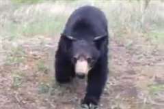 執拗に追いかけてくるクマの恐怖