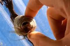 小さな蜂の巣を潰そうとしたら中からスズメバチが！！