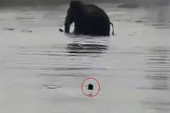 いったい象に何をした？・・・象の執念深さがよくわかる映像